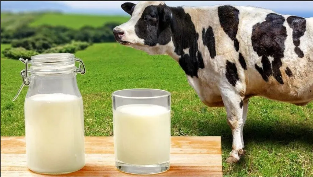 фотография продукта Сырое коровье молоко