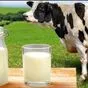 сырое коровье молоко в Кирове и Кировской области